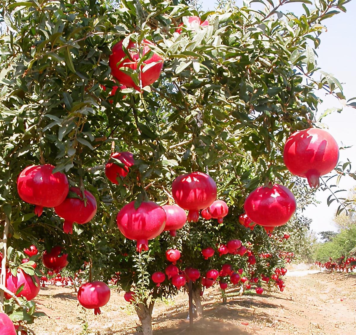 家里种“好树”,子孙一直富,6种“吉利树”,养得越久越吉利