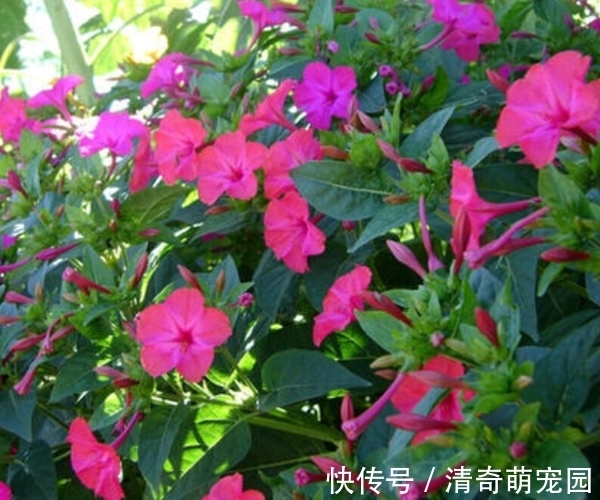 好处|农村常见紫茉莉,除了是“驱蚊高手”,居然还有这么多好处!