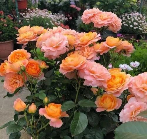 为什么扦插月季花总是黑杆？