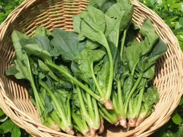 孩子|常吃4种菜比喝牛奶还补钙，孩子常吃个子长得快，你知道几个