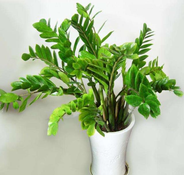 金钱树只需掌握以下几点,不烂根,生长快,还能一盆变多盆