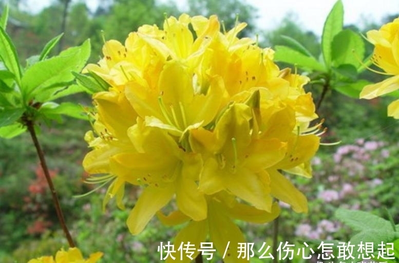 数据库|漂亮的有毒花,认识20种“大毒花”,涨知识不吃亏