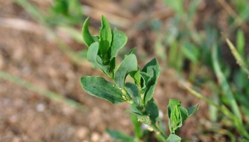 农村一种似竹子的野草，过去常用来喂猪，但营养高，煲粥味道鲜美