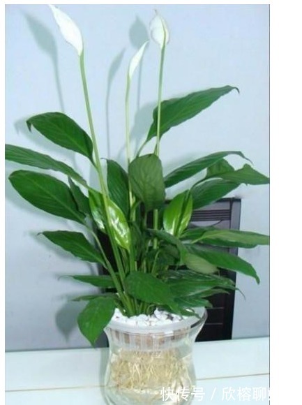 风信子|以下5种花最适合扔水里养,丢水里不用管,叶子油亮还照样开花!