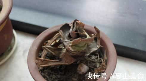 枝叶|这几种花远离阳台,温度一高就晒黄叶,一时半会无法返青