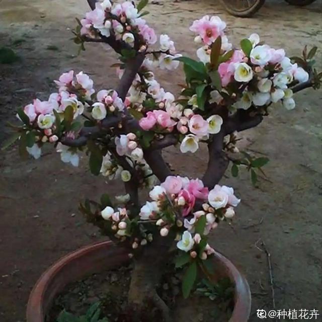 盆景家里养盆松,代代出富翁,镇宅守家福气旺