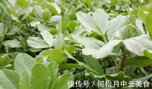 江南人|60种常见野菜,高清大图,收集全了真不容易!