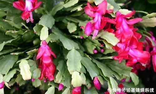 养花|没人要的小东西,可是养花宝贝,捡一点掺盆里,全年不用施肥