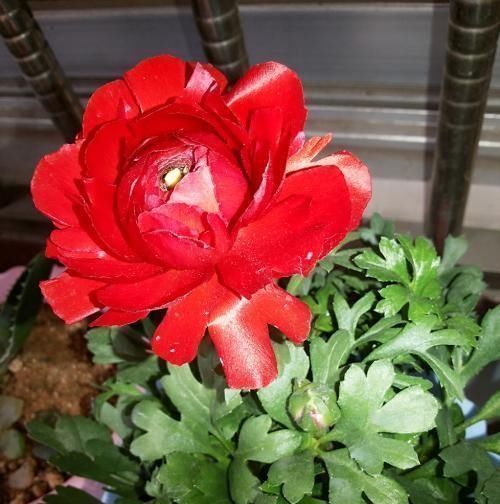 芹菜|阳台养一盆这个花,叶子像芹菜,开花像玫瑰,种一次,年年开花