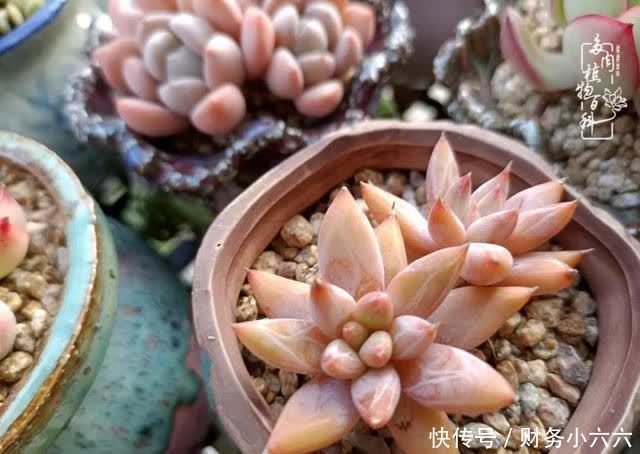 揭秘：那些干净又温暖的多肉照片从哪里来？