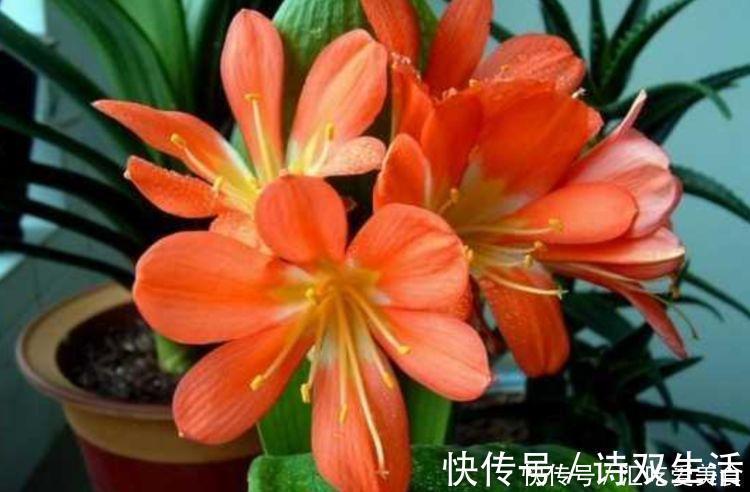 新手|最适合新手养的4种花,沾土就能活,满树都是花朵,漂亮极了