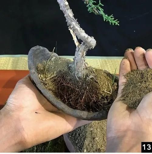 风动式的真柏盆景婀娜多姿，撩得我手定要上手一试！