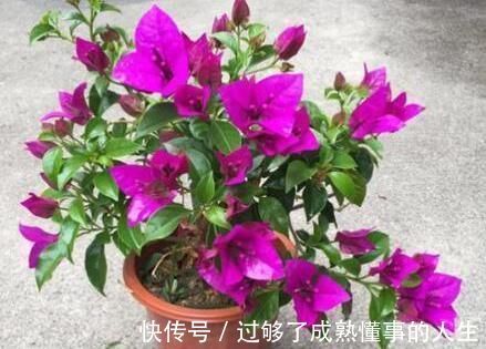 养花就用一种果皮，直接扔盆里，新芽蹭蹭冒，你知道是什么果皮吗