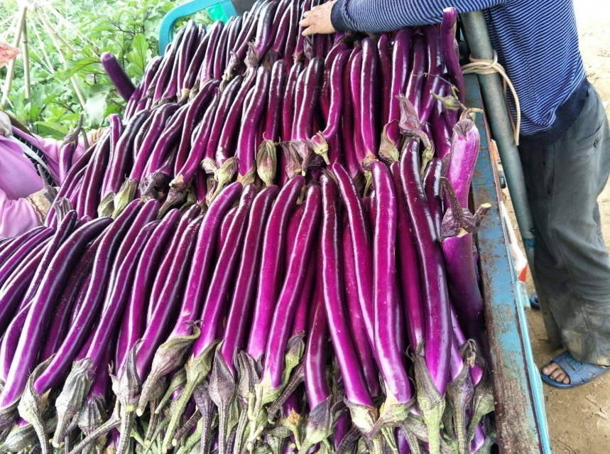 西红柿|吃了“激素茄子”还傻傻不知道，教你2招辨别，以后别乱买