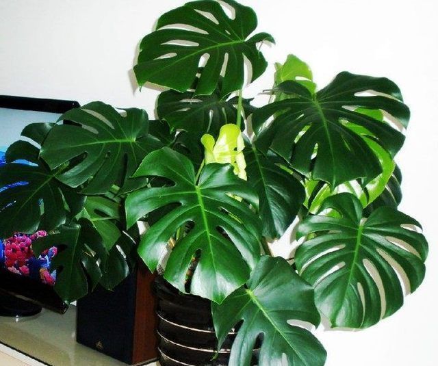 盆栽龟背竹也能开花结果,花期也较长,但开一次花不容易