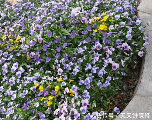 4平方米的小阳台,种上三种花,能养上百盆,开成小花园!