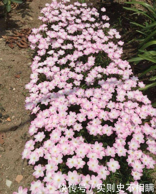 满地|泼辣的“胖美人”10块钱买“一堆”,狂风暴雨后,妖艳花满地