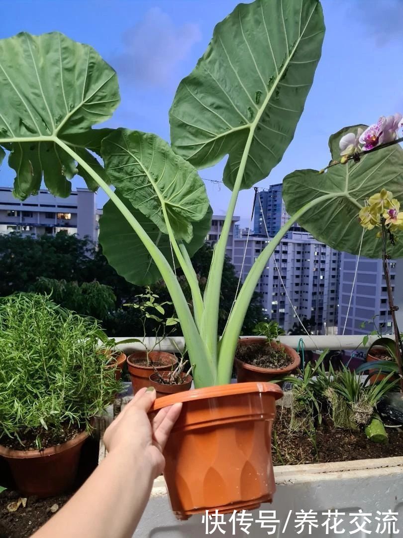 叶子|10多块一块象耳芋大块茎，快速养成室内大型观叶植物