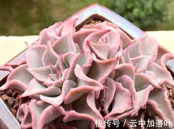 养护|2021年备受欢迎的网红多肉，养护简单容易繁殖，长出状态想咬一口！