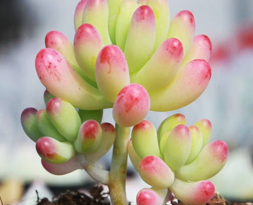 多肉植物不易养活教你3个种植多肉的小妙招，长的旺盛还好看