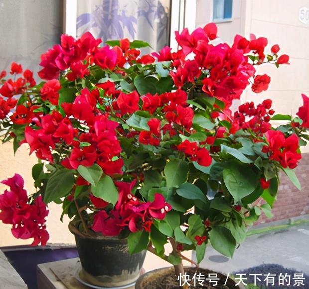 花期|5种漂亮花，越晒越开花，暴晒也不怕，开成“花疙瘩”