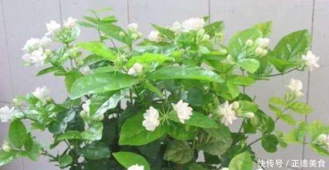 养茉莉花,多浇“2种水”,黄叶问题轻松解决,四季开花满屋香