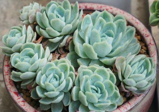 叶插多肉技巧分享掌握4个要点,一片叶子就能生根发芽成株