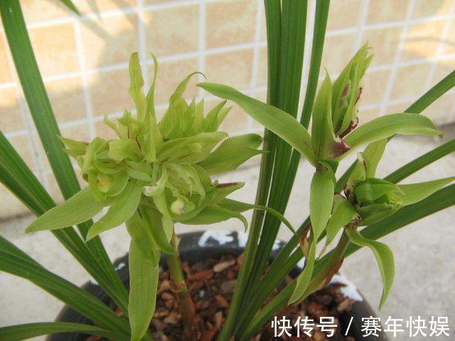 喜欢菊花,不如养盆优良名菊“风拂醉衣”,似残月绽放,卓越不凡