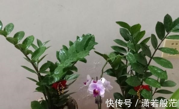 枝叶|爱花养花，天冷打理就不能忽视这些因素，不然一盆不剩