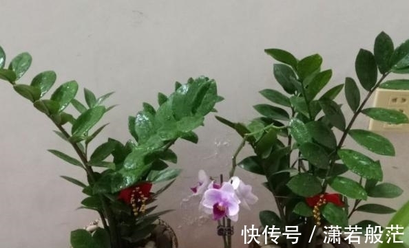 爱花养花,天冷打理就不能忽视这些因素,不然一盆不剩