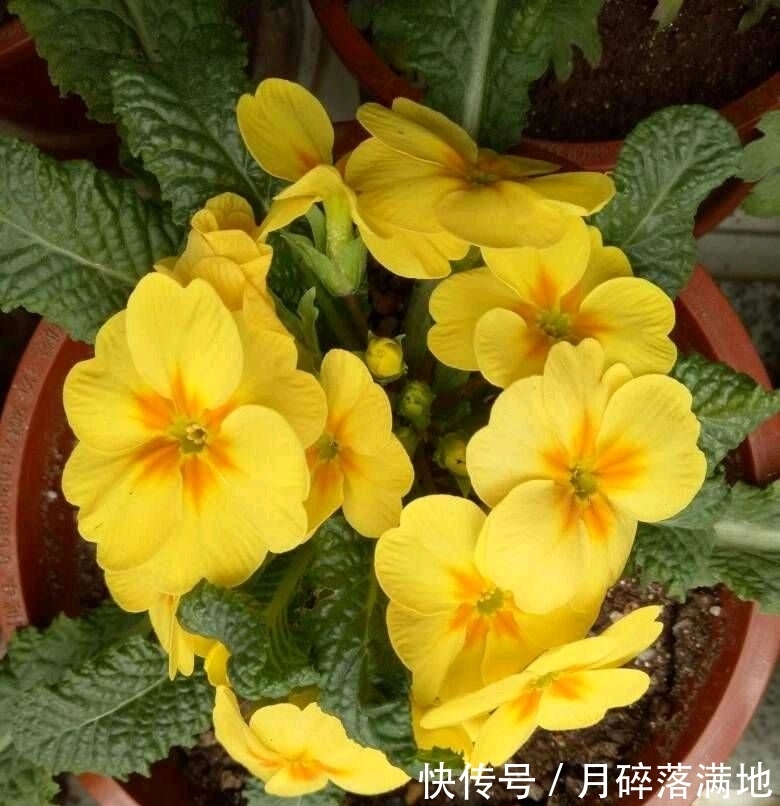 冬天养什么花好,它就不错,花朵大花苞多,很漂亮好养活