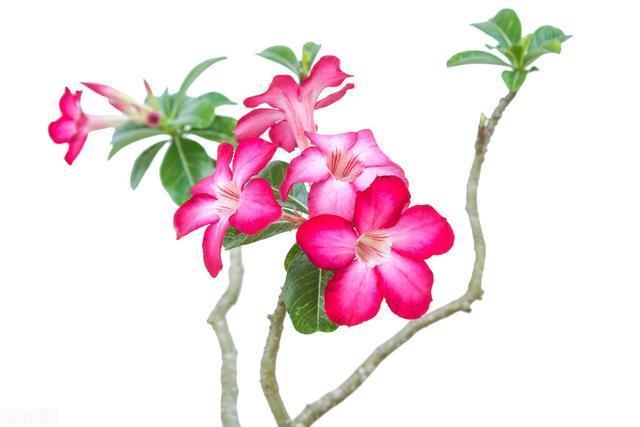 沙漠玫瑰|夏天3种植物,浇水越多死的越快,赶紧管住手