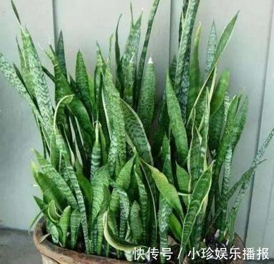 虎皮兰|虎皮兰长得慢,秋后用它养,粗根变小芽,顶破盆,太给力了