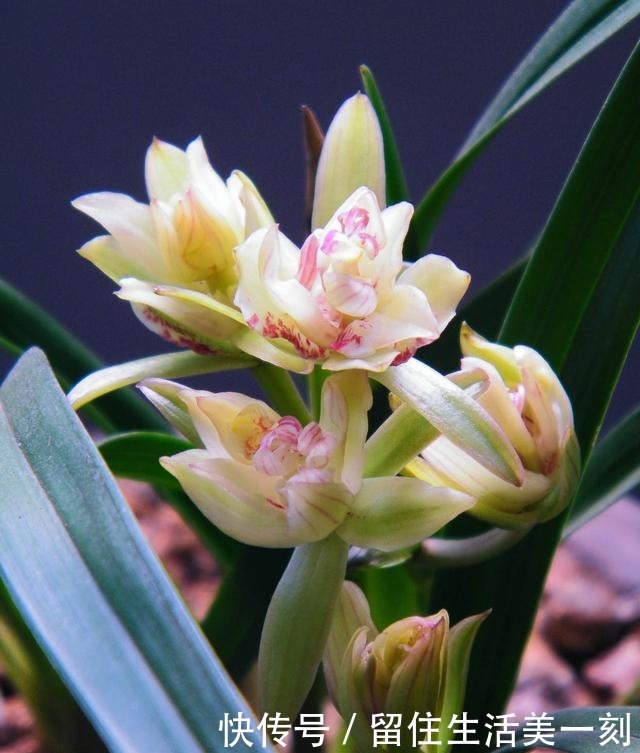 三伏天最能“开”的5种花,不惧高温,花开不断!