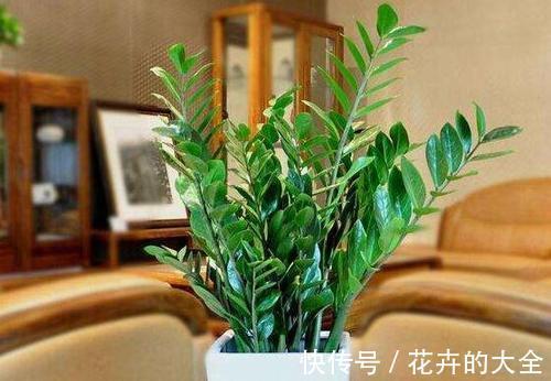 利于健康的“9种花”，株型雅致有格调，寓意“吉祥”有韵味