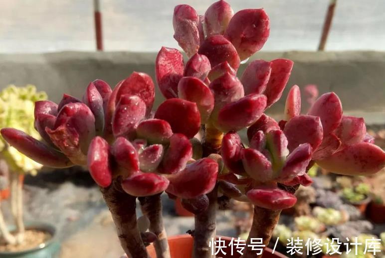 盆栽|这4种“直立桩”多肉,美到爆,盆栽清新脱俗、别有韵味