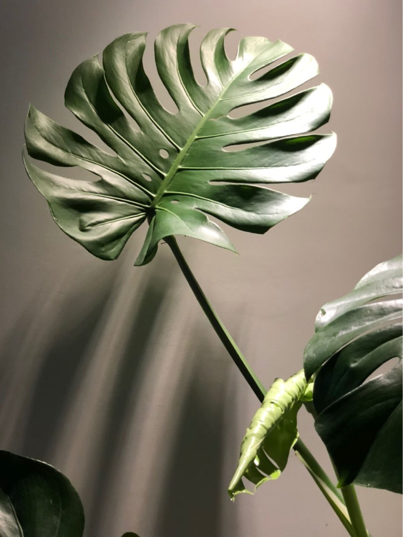 年宵花|过年不知道买什么花,3种类型随便挑,好养寓意也好