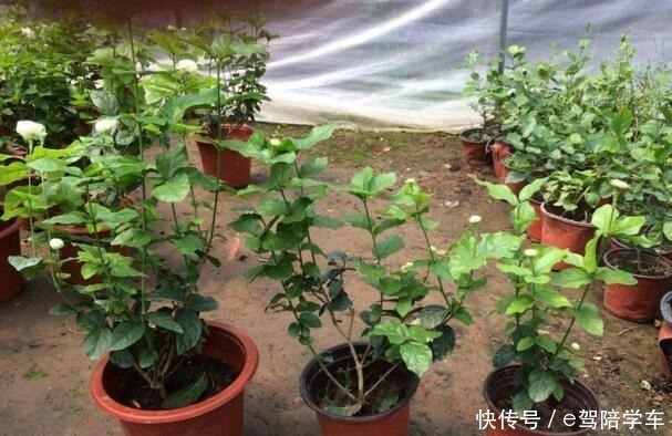 6种花最适合春天“扦插”，7－10天就生根，好活，长得快！