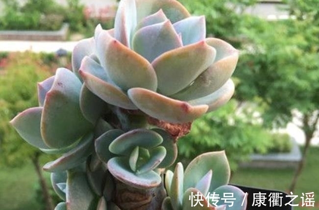 叶片|多肉白凤有个小机关,及时打开长势好,轻松养成悬崖桩