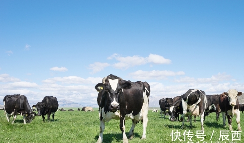 生肖|6月底，哪3生肖坚持住，能喜迎旧情人，开门见喜，好运一箩筐