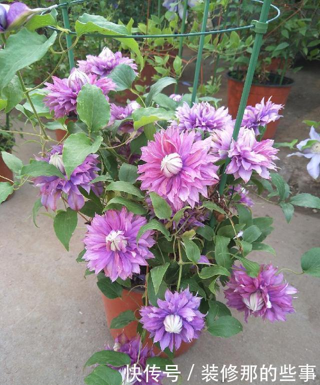 想要打造“高级”花园,春天种上“4种花”,颜值高,爱开花