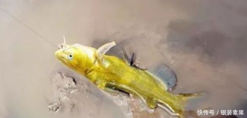 百灵|一种钓法“对付”黄颡鱼，百试百灵，越钓越不想收竿