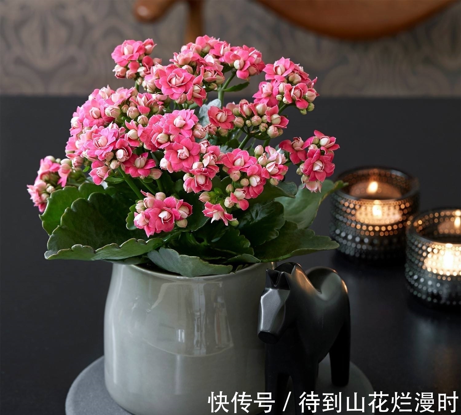 入秋后长寿花瘦了怎么办?给它喂“3种猛料”,10天长成小胖墩