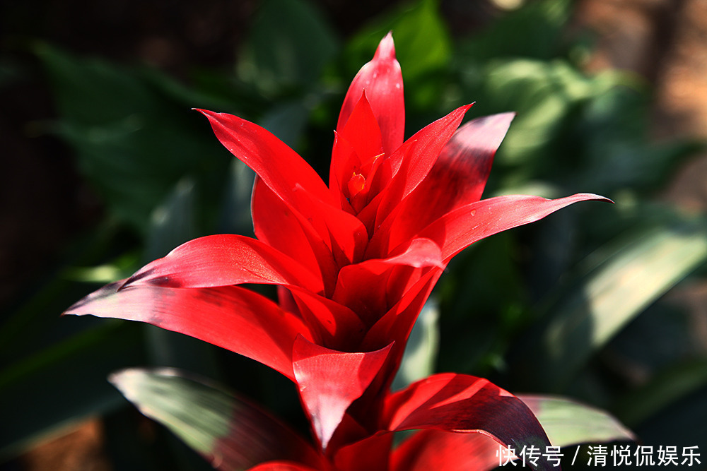 此花像是燃烧的火把一样,是无数人内心的火焰,永不放弃的象征