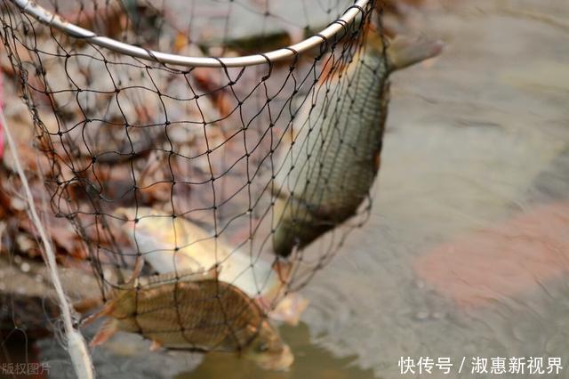 黄颡鱼|吃鱼越多越好,这4种鱼趁早撤离饭桌,便宜也别买,鱼贩也很少吃