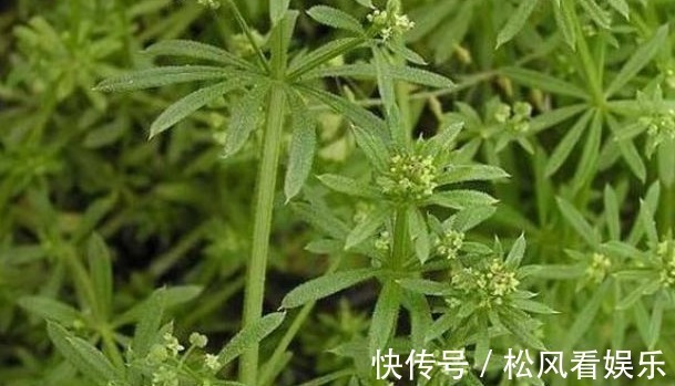 血见愁|农村的一种野草，人称“血见愁”，是痛经女人的最爱