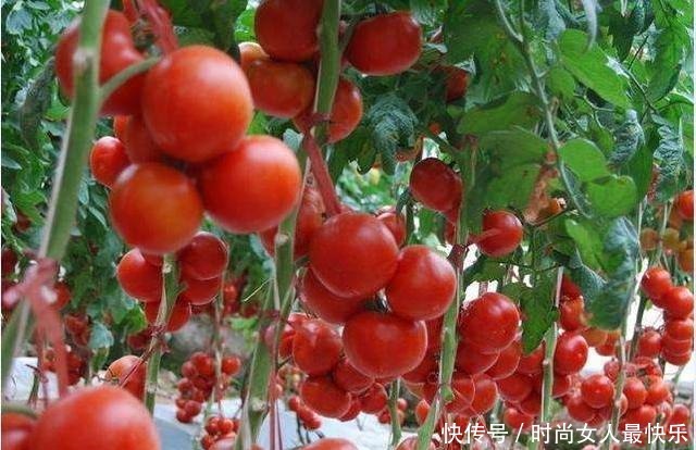 西红柿怎么保存长久家庭用上这3个办法,厨房西红柿新鲜又酸甜!