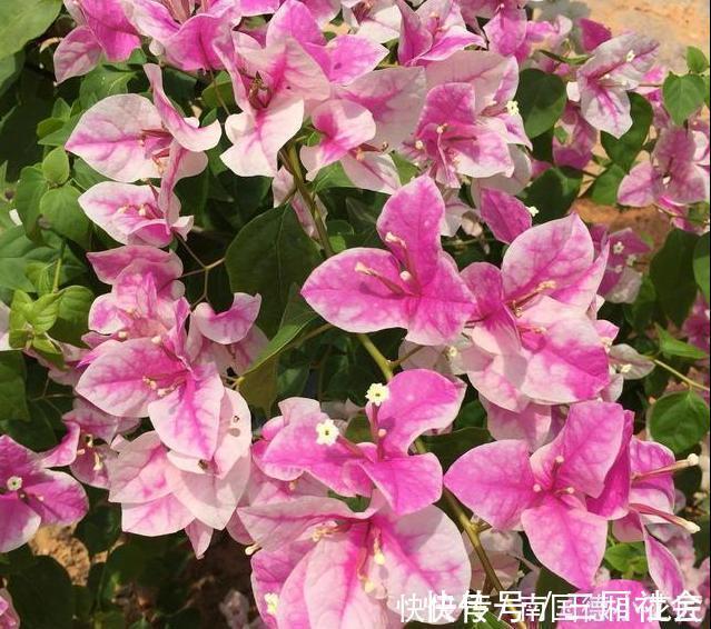 红樱|喜欢养三角梅，不要错过此6个品种，开花真的太勤了