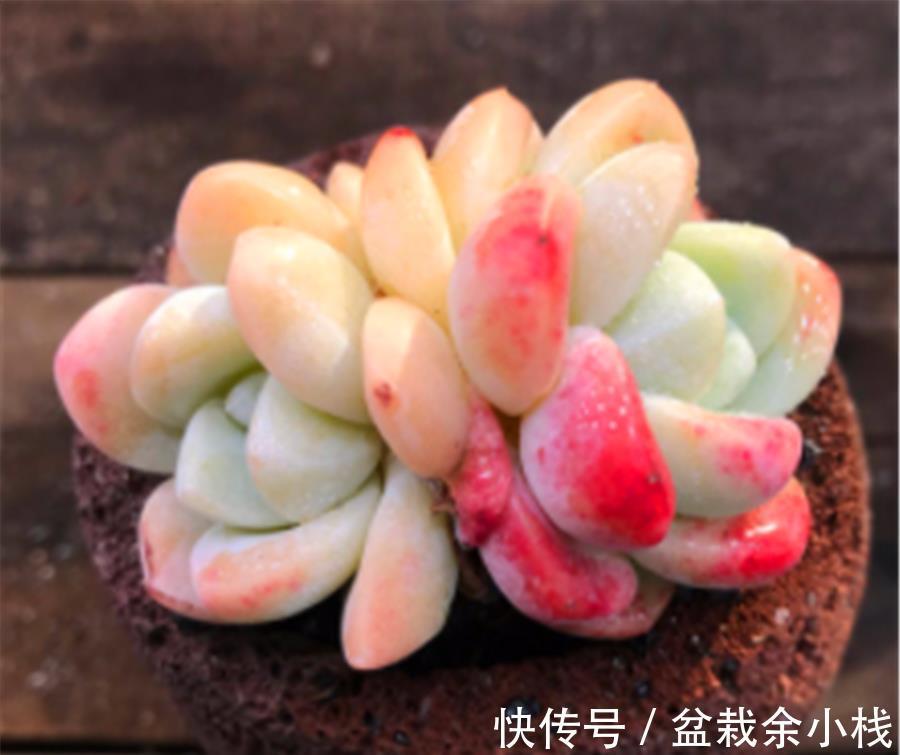 玉露|多肉中的6位“玉美人”,风姿绰约,晶莹剔透,养出状态太美了