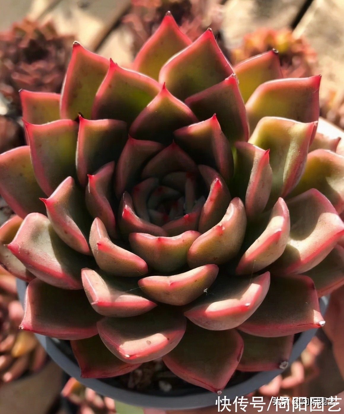 多肉是个好东西,但是不能乱买,货比三家,多肉要买的值得